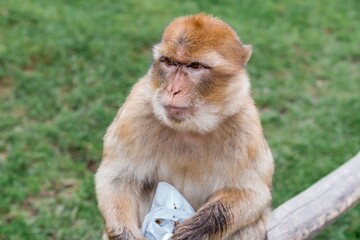 peaceful primate munching, serene primate quietly munches as calm monkey observes peacefully nearby