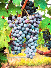 A bunch of red grapes hanging from the vine with fresh green leaves, symbolizing the natural harvest and beauty of the organic vineyard.