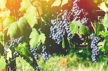 A bunch of red grapes hanging from the vine with fresh green leaves, symbolizing the natural harvest and beauty of the organic vineyard.