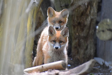 baby foxes