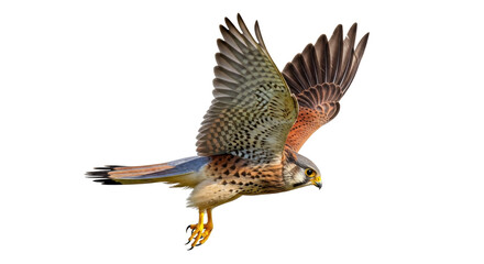 Isolated Kestrel in flight with wings spread, striking yellow eyes, and mottled plumage