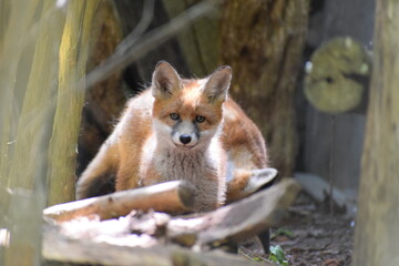 red foxes is playing