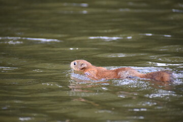 squirrel swiming  river