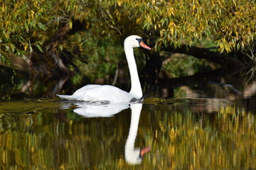 The swan is swimming down the river.