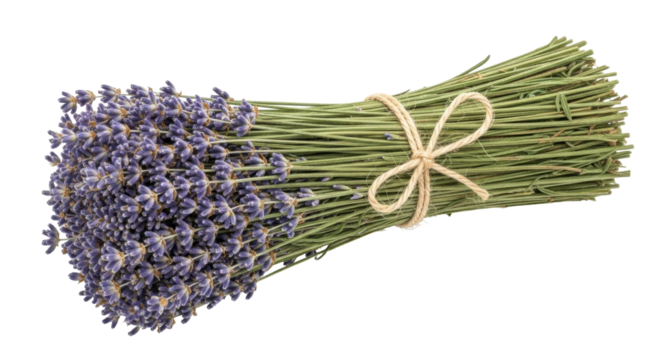 Isolated bundle of dried lavender, tied with rustic twine and ready to use in crafts or decor
