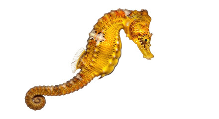 Isolated tiger tail seahorse in studio, yellow color variant, close-up view of aquatic animal © Joao