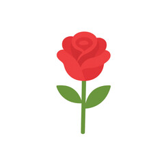 red rose on white background
