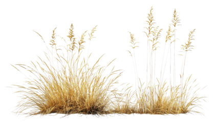 Tall golden grass swaying gently in the breeze during a sunny afternoon in a natural landscape.