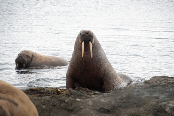 Morse, Odobenus rosmarus, Spitzberg, Svalbard, Norvège