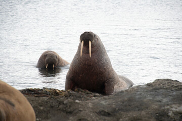Morse, Odobenus rosmarus, Spitzberg, Svalbard, Norvège
