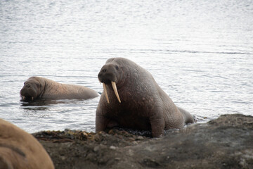 Morse, Odobenus rosmarus, Spitzberg, Svalbard, Norvège