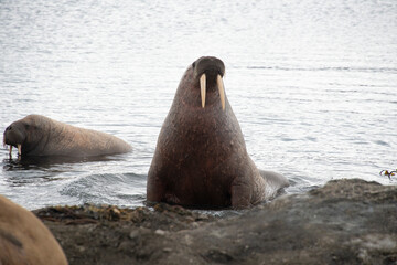 Morse, Odobenus rosmarus, Spitzberg, Svalbard, Norvège