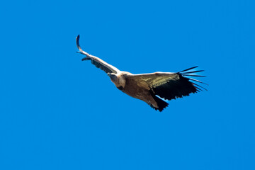 Vautour fauve