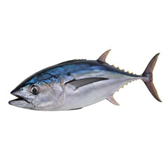 Isolated Fresh Tuna Fish With Blue and Silver Scales and Yellow Fins On A Transparent Background Detailed Studio Shot