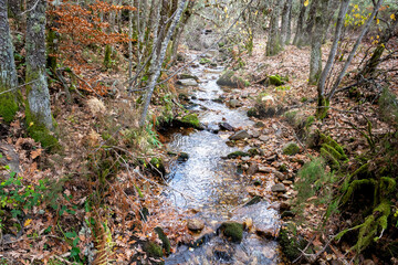 Arroyo en el hayedo