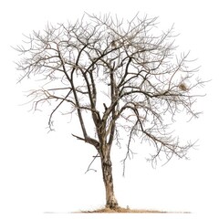 Fototapeta premium Leafless tree on white background