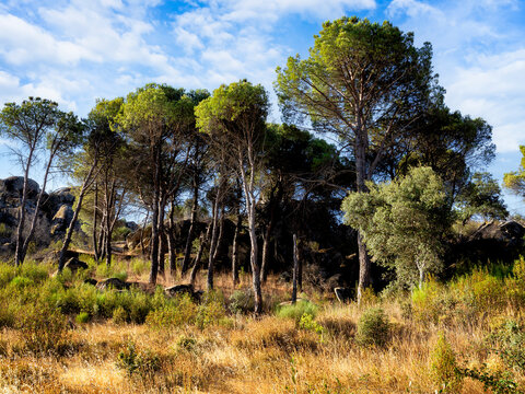 Verano en el pinar