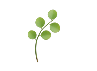 Green Leafy Stem with Round Leaves Isolated on Black Background Realistic Botanical Illustration of a Plant Branch with Textured Surface and Clear Details for Natural Element Design and Nature Themes