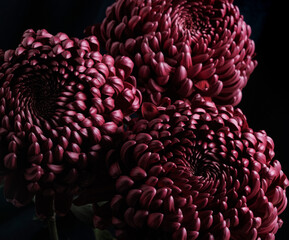 Trio of dark magenta chrysanthemum heads on black background, strong contrast and sculptural petal structure. Full frame