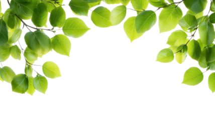 Vibrant green leaves hang overhead against a bright background, evoking a fresh and lively outdoor feeling.