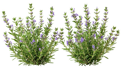 Fototapeta premium Realistic lavender plant PNG, purple flower herb bush isolated on transparent background, botanical clipart for design