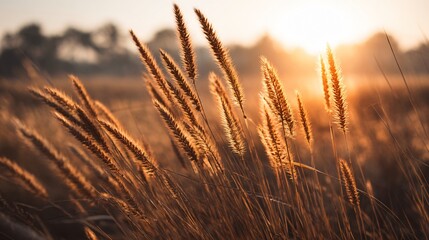 Golden wheat stalks backlit by the warm glow of a setting sun