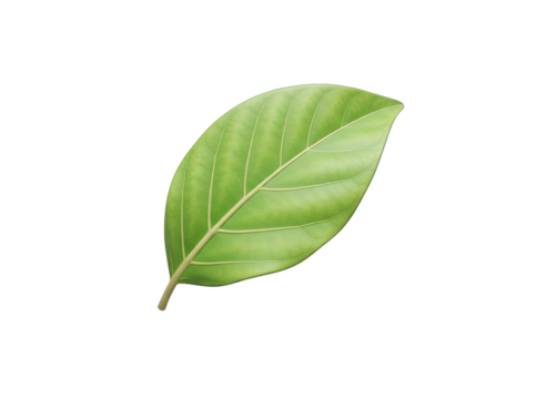 Detailed 3D Rendered Green Leaf with Veins and Transparent Background Natural Element