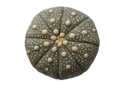 Astrophytum asterias cactus, a round succulent plant for home and garden decoration, isolated with clipping path