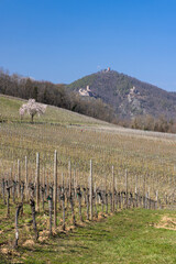 Fototapeta premium Three castles overlooking an Alsatian vineyard in spring