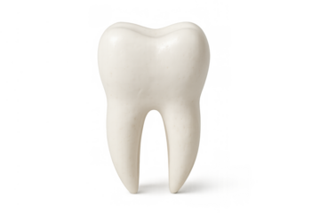White human molar tooth representing dental health, oral hygiene, and dentistry concepts. Isolated with a transparent background