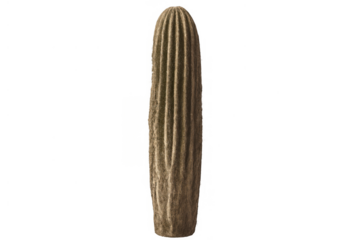 Saguaro cactus stem, desert plant, drought tolerant succulent growing in arid environment, transparent background