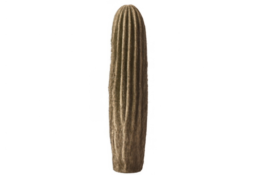 Saguaro cactus stem, desert plant, drought tolerant succulent growing in arid environment, transparent background - Powered by Adobe