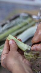Traditional Hand-Cleaning Method for Cardoon &ndash; Cardoon Culinary Guide: How to Cook With Cardoons, Celery-Like Stalks, Cynara cardunculus Preparation