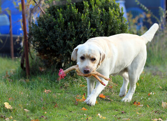 a yellow labrador playing in the park