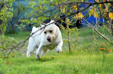 a yellow labrador playing in the park