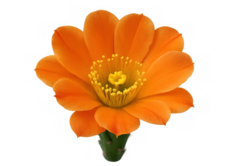 Bright orange cactus flower blooming, showcasing petals, stamens, and pistil on transparent background