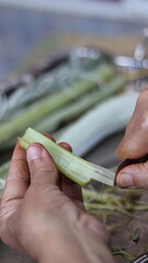 Traditional Hand-Cleaning Method for Cardoon &ndash; Cardoon Culinary Guide: How to Cook With Cardoons, Celery-Like Stalks, Cynara cardunculus Preparation