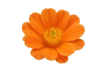 Vibrant orange flower blooming with golden stamens, isolated with transparent background, representing nature and growth