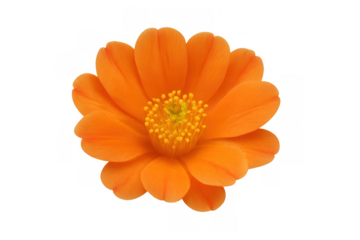 Vibrant orange flower blooming with golden stamens, isolated with transparent background, representing nature and growth