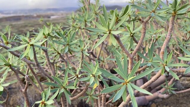 Euphorbia balsamifera or Tabaiba dulce plant native to Canary Islands and the symbol of the island of Lanzarote,4K.