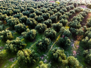 Olives plantation near Kalamaki in southern Peloponnese, Greece