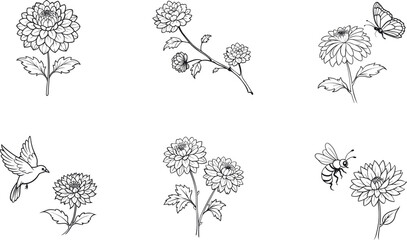 Botanical chrysanthemum flower and insect sketch outline vector © Kalidasi