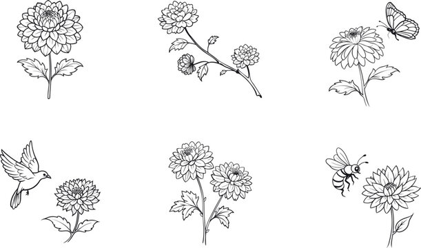 Botanical chrysanthemum flower and insect sketch outline vector
