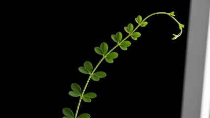 Delicate vine with small leaves against black background