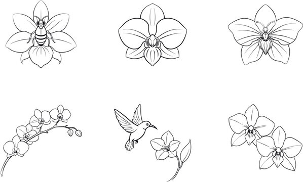 Different poses of orchid flower line art set vector