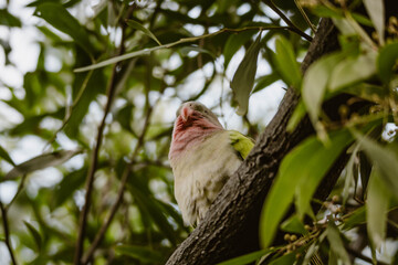 A colorful tropical bird parrot in the tree surrounded by green leaves outdoor at daytime during spring in the wilderness of Australia.