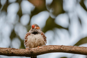 Obraz premium A zebra finch bird sitting on a branch outdoor at daytime in the wilderness of Australia with blurry background and space for text.