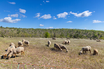 Fototapeta premium Sheep grazing in field on sunny day in Provence Alpes Cote d'Azur