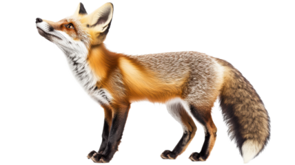 Red fox standing elegantly with a raised head against a white background showcasing its striking fur and keen expression.