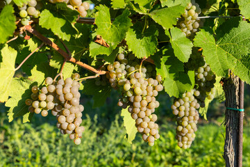 Ripe white grapes hanging in a sunny vineyard